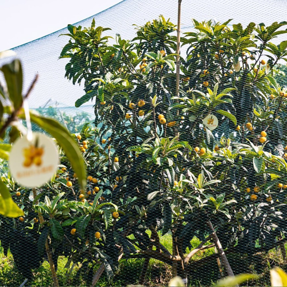 金阳王金牛山果园采摘